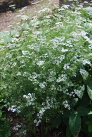 coriander leeafe - Detail View